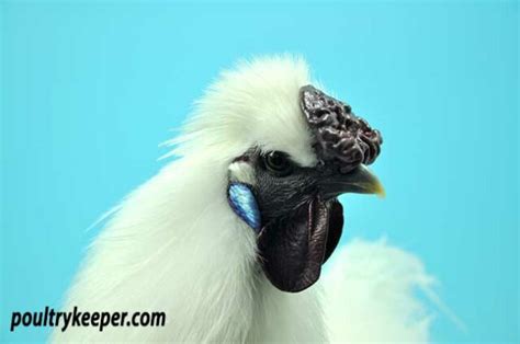 Exhibiting Silkies Guide To The Silkie Breed Standard