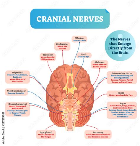 Cranial Nerves Vector Illustration Labeled Diagram With Brain Sections