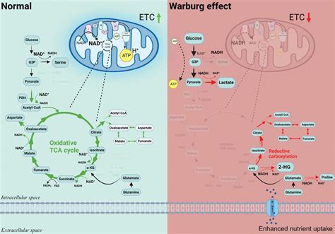 The Warburg Effect Drives Dedifferentiation Through Epigenetic