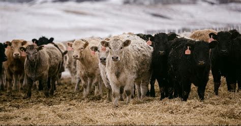 Alberta Beef Producers For The More Than 18000 Beef Cattle Producers