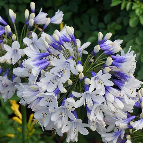 AGAPANTHUS Twister Horticulture Dumont