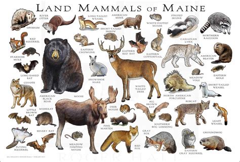 Mammals of Maine Poster Print / Maine Mammals Field Guide / - Etsy