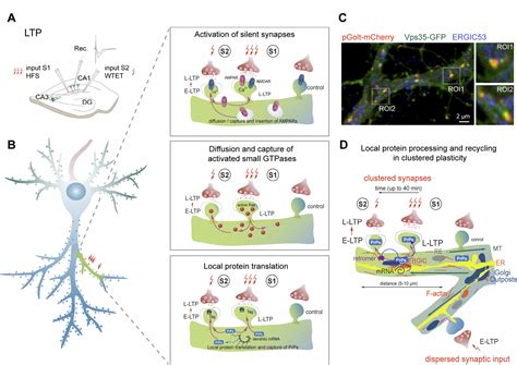 Clustered Plasticity In Long Term Potentiation How Strong Synapses Persist To Maintain Long