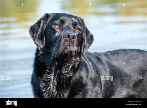 Male Black Labrador Hi Res Stock Photography And Images Alamy