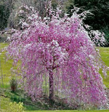 Prunus Serrulata Kiku Shidare Sakura Cerisier Pleureur Fleurs P