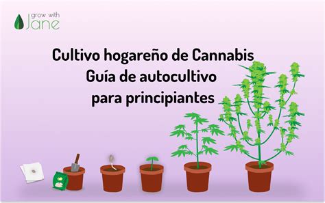 Cultivo de cannabis en casa guía para principiantes