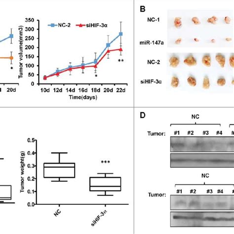 MiR 147a Suppresses Tumor Growth In Nude Mice A Tumor Volumes Were