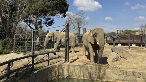 Spain Zoo Offers Assisted Living For Elderly Elephants Daily Sabah