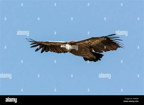 Griffon Vulture Gyps Fulvus Single Bird Soaring Over Cliff Spain