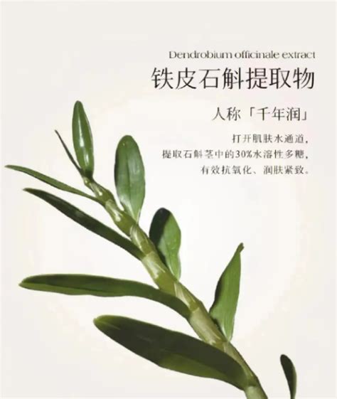 铁皮石斛的生物活性和作用机制：综合综述 知乎