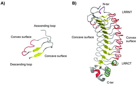 Four Characteristic Regions Of A Solenoid Lrr Structure Nogo Receptor