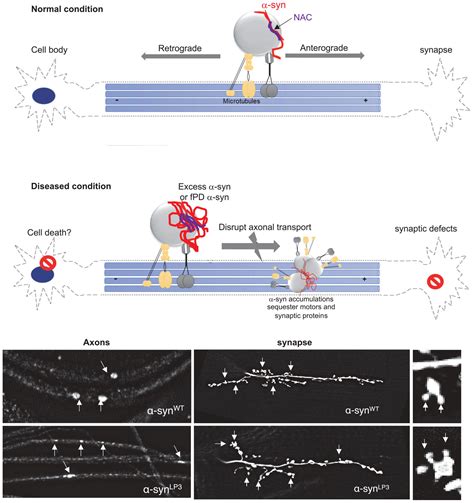 Frontiers The Non Amyloidal Component Region Of Synuclein Is