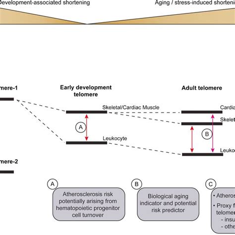 Telomere Length Dynamics And Atherosclerosis There Is Wide Genetically