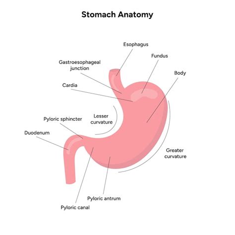 Premium Vector | Stomach anatomy