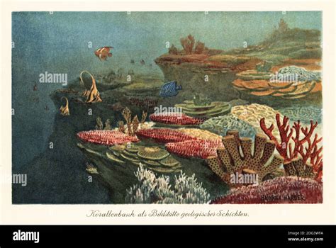 Korallenbank Als Bildstatte Geologisches Schichten Fotos Und