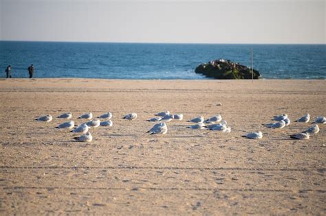 Una Bandada De Gaviotas Est En La Playa Foto Premium