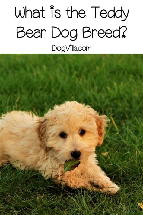 Complete Guide to the Teddy Bear Dog Breed - DogVills