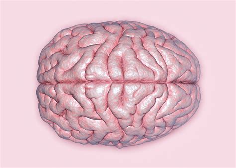 What Do A Human Brain Look Like - Infoupdate.org