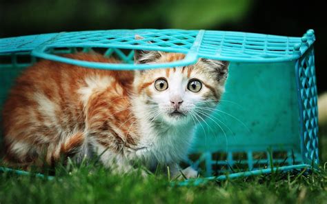 Wallpaper Animals Grass Baskets Whiskers Kitten Fauna