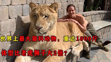 世界上最大猫科动物，重达1000斤，体型比老虎狮子大2倍？腾讯视频