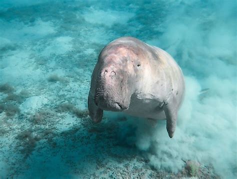 Dugong Facts Animals Of The Ocean