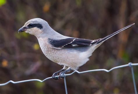 Great Grey Shrike By Peter Garrity Birdguides