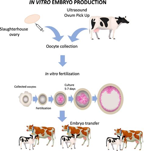 Folliculogenesis Fertility And Biotechnology In Dairy Cattle Intechopen