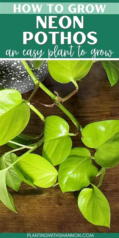 The Ultimate Guide To Caring For A Neon Pothos Plant Planting With