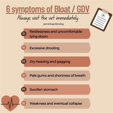 How To Treat Bloatgdv And Poisoning In Dogs Eva The Golden Dog