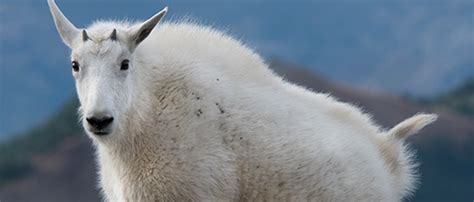 Wildlife in Glacier National Park - Glacier National Park Conservancy