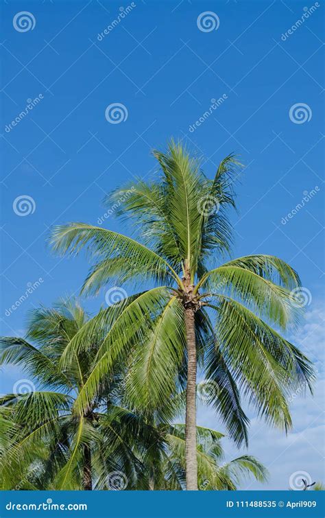 Coconut Tree With Blue Sky Stock Image Image Of Paradise 111488535