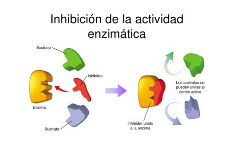 Bio2 6 Enzimas