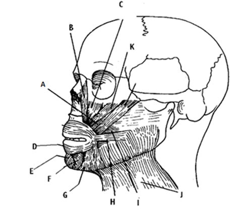 Muscles Of The Face Diagram Quizlet