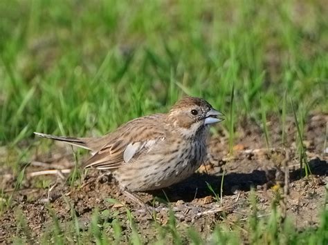 Colorado State Bird Lark Bunting Harjeet Singh Flickr