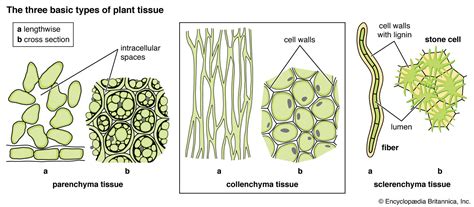 Parenchyma | Description & Function | Britannica