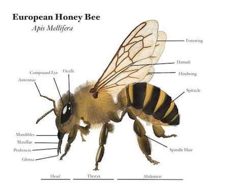 The Anatomy of a Bumble Bee: A Visual Guide