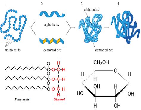 Molecules Diagram | Quizlet