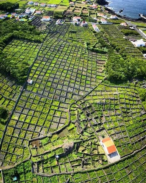 Vinhas Biscoitos Ilha Terceira Olestapelfeld Iloveazores Azores