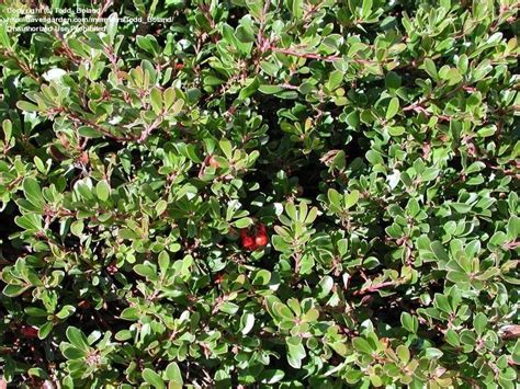 Plantfiles Pictures Arctostaphylos Bearberry Kinnikinnick Pinemat