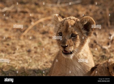 Lion Cub Portrait Hi Res Stock Photography And Images Alamy