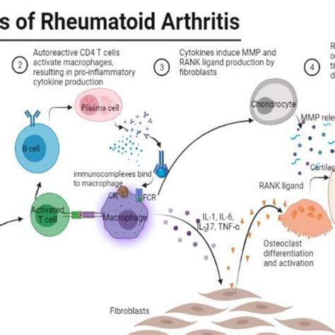 Pathogenesis Of Rheumatoid Arthritis And Involvement Of Immune Cells