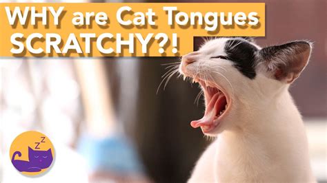 Why Are Cats Tongues SO Rough And SPIKEY YouTube