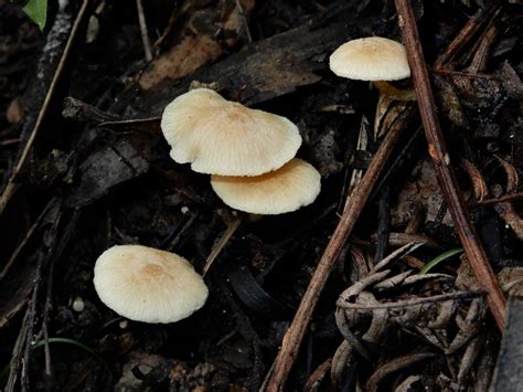 Twiglets From Awapikopiko Reserve Kumeroa New Zealand On July