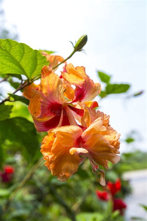 Syriacus Anaranjado Del Hibisco Del Hibisco Foto De Archivo Imagen De