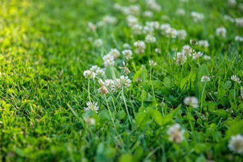 Clover Lawns 15 Things To Know Before Growing