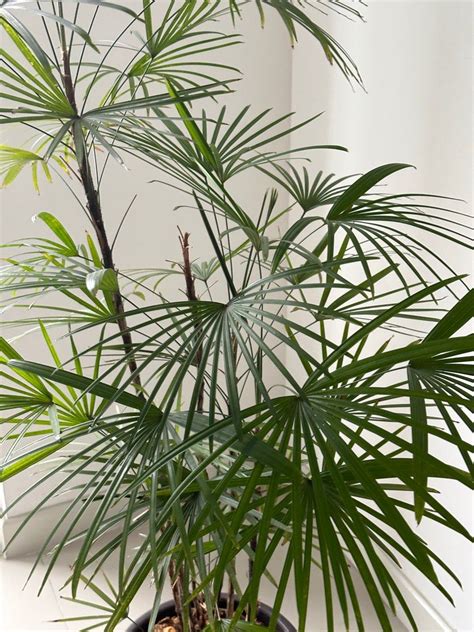 XL Indoor Plant DECLUTTER SALE Rhapis Humilis Furniture Home