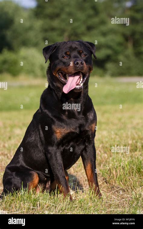 Rottweiler Sitting Hi Res Stock Photography And Images Alamy