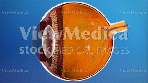 Viewmedica Stock Art Eye Anatomy Side View