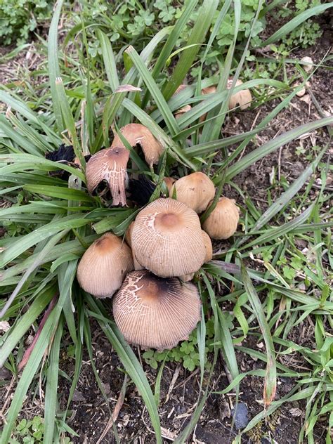 Coprinellus Sect Micacei From Estrada Da Mata Nacional Do Choupal