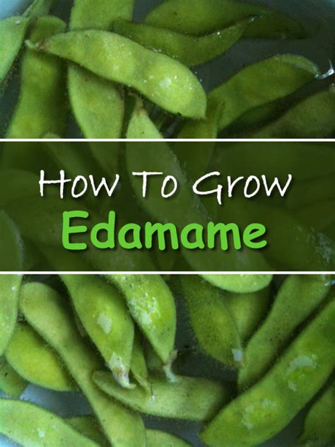 Edamame Growing Temperature At Elsie Mathewson Blog